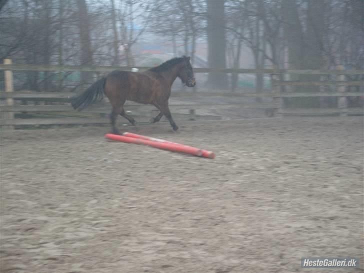 Anden særlig race Tjalfe - Tjalfe kan selv billede 3