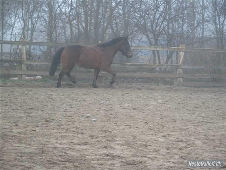 Anden særlig race Tjalfe - a han er faktisk dygtig til at kunne det selv billede 4