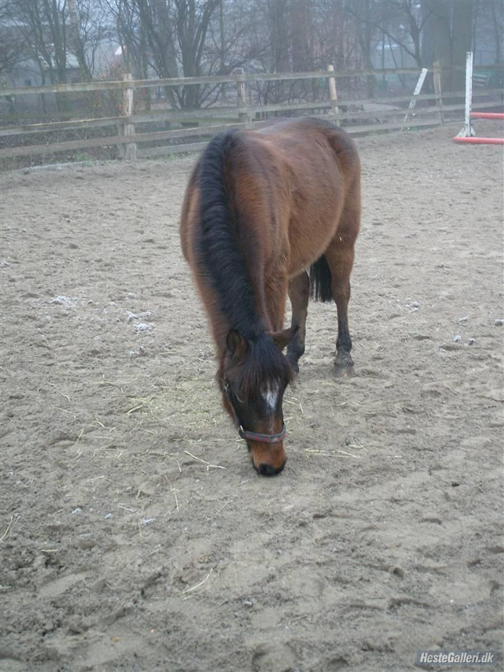 Anden særlig race Tjalfe - Tjalle leder efter et enkelt hø strå mere billede 5