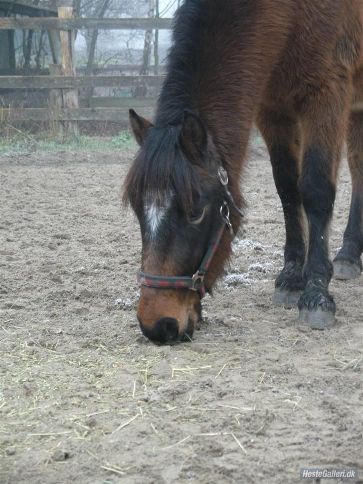 Anden særlig race Tjalfe - Er jeg ikke nuser  billede 6