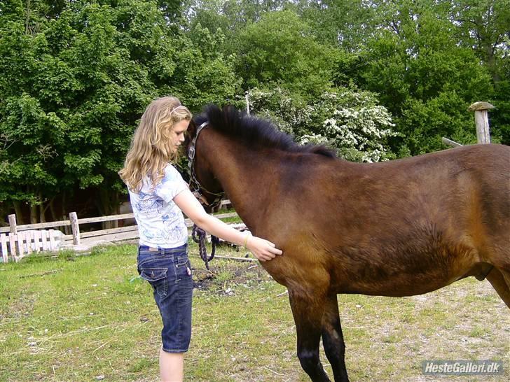 Anden særlig race Tjalfe - Maria arbejder fra jord med Tjalle billede 7