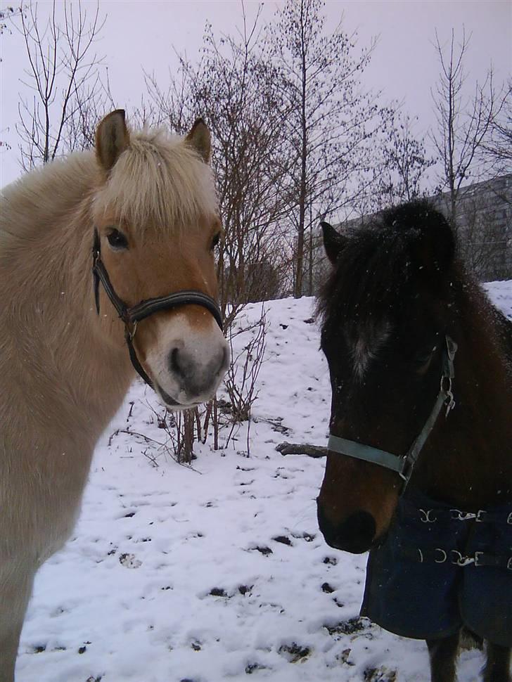 Anden særlig race Tjalfe - Min makker Bjarke billede 8