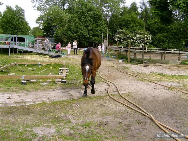 Anden særlig race Tjalfe - Nu skal jeg ind og spise, juuubiii billede 9