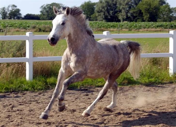 Anden særlig race Chanel R.I.P - Fantastikse barbie pony.   foto: ASB-foto billede 8