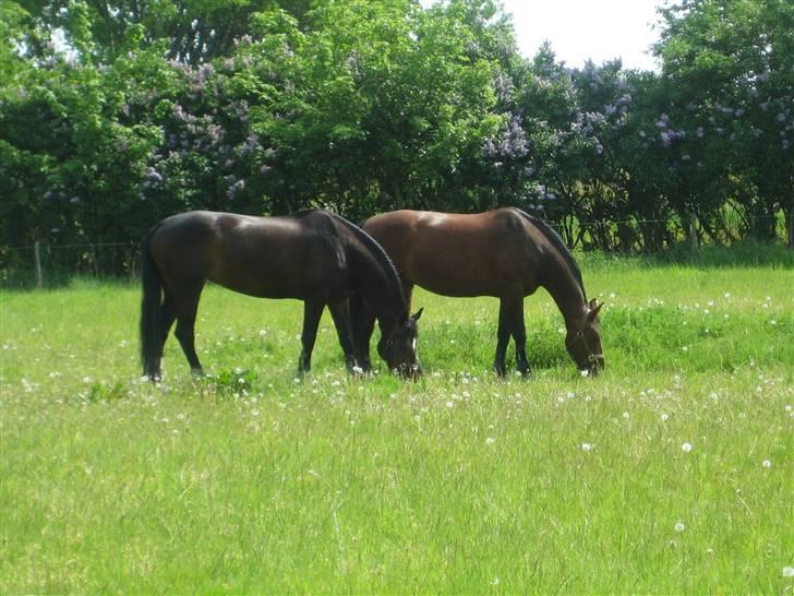 Oldenborg Mon Cherie - Fold med Comer billede 16