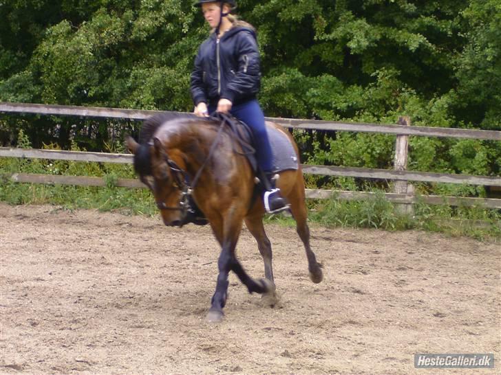 Anden særlig race Tjalfe - endnu finere gang billede 10