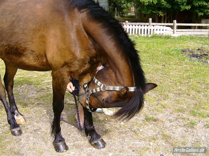 Anden særlig race Tjalfe - Strækker ryg billede 11