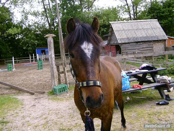 Anden særlig race Tjalfe - Så sød jeg er billede 12