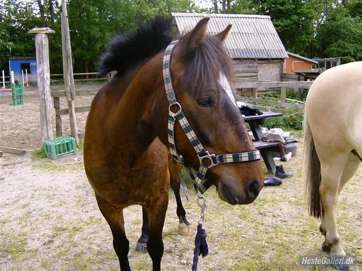 Anden særlig race Tjalfe - hejsa billede 13
