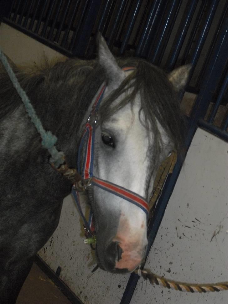 Anden særlig race hannibal - Hannibal er helt vild med mælkebøtter billede 2