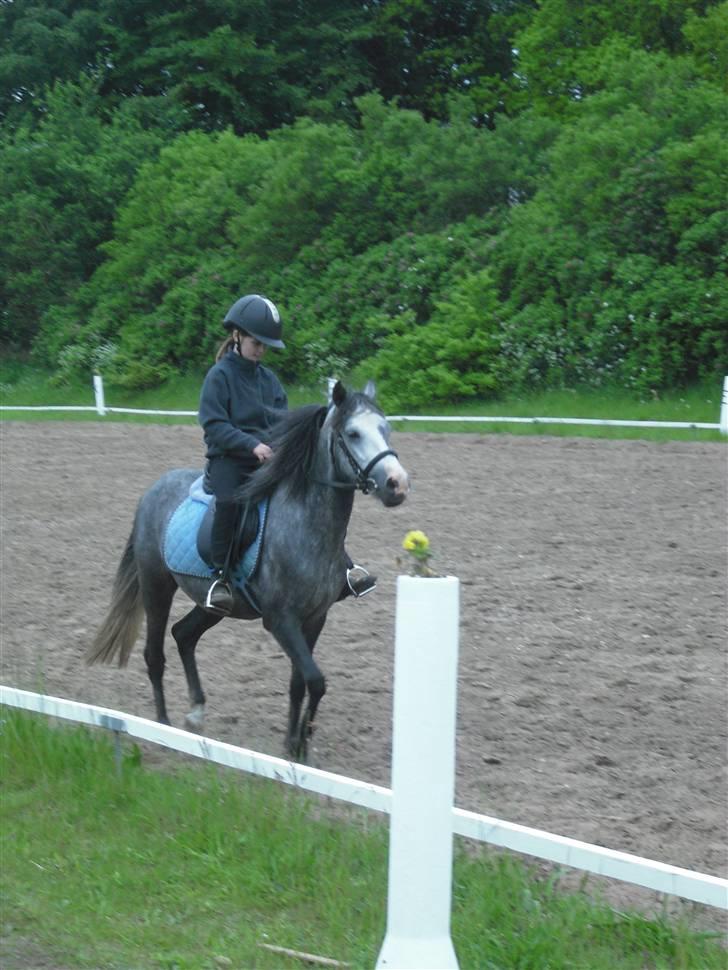 Anden særlig race hannibal - ....<3 billede 3