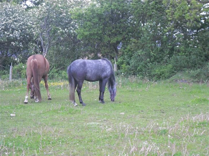 Anden særlig race hannibal - Hannibal på fold sammen med Marco<3 billede 5