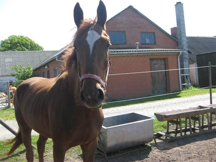 Dansk Varmblod ¨˜°º•¤ Idaho ¤•º°˜¨ - SOMMER 2009 billede 5