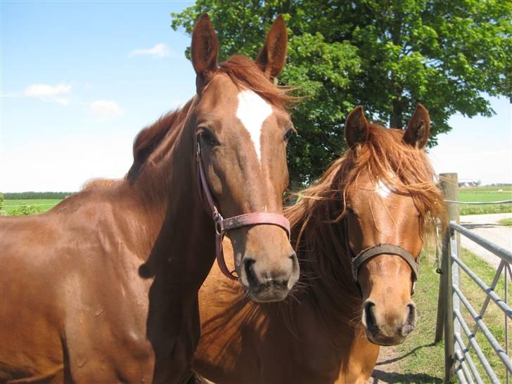 Dansk Varmblod ¨˜°º•¤ Idaho ¤•º°˜¨ - SOMMER 2009 billede 6