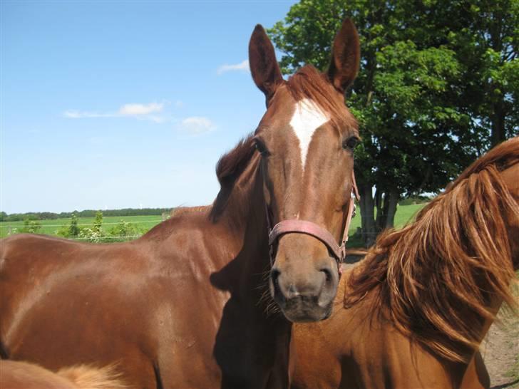 Dansk Varmblod ¨˜°º•¤ Idaho ¤•º°˜¨ - SOMMER 2009 billede 7