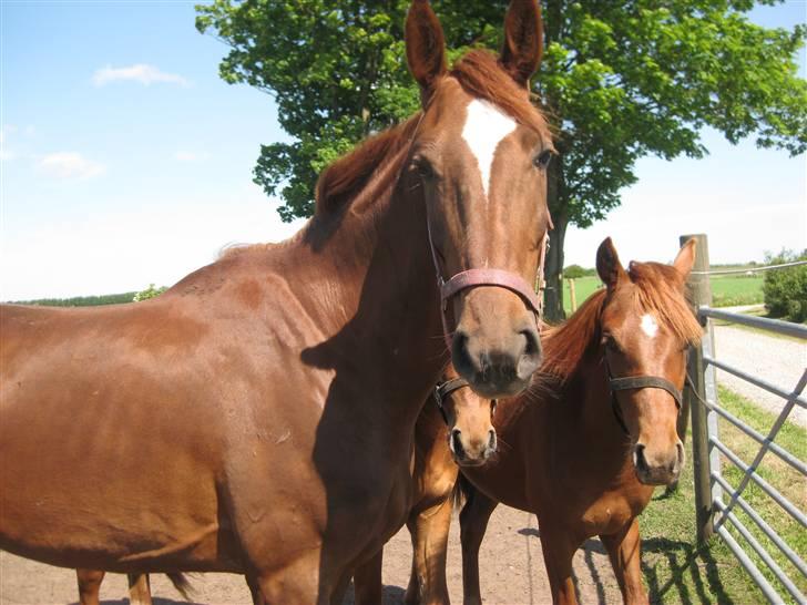 Dansk Varmblod ¨˜°º•¤ Idaho ¤•º°˜¨ - SOMMER 2009 billede 8