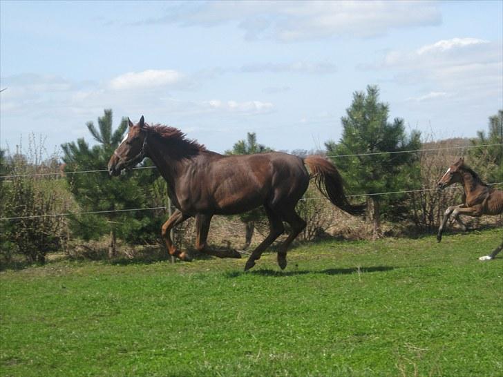 Dansk Varmblod ¨˜°º•¤ Idaho ¤•º°˜¨ - Billeder fra d. 24 april 2010 billede 9