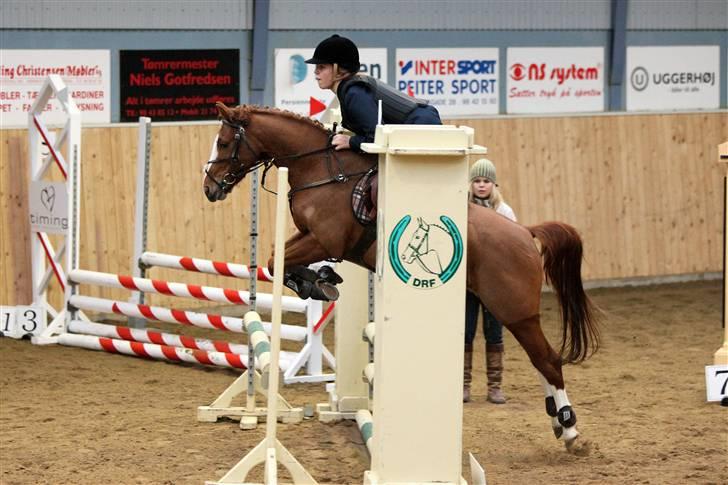 Anden særlig race Cindy H - Fra stævnet i frederikshavn (billede købt af sipo-foto) billede 4