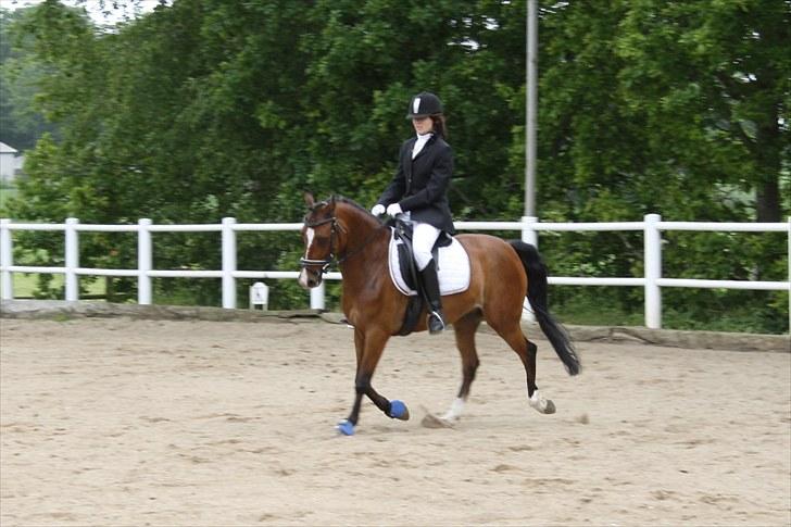 DSP Klintedalens Mikado *turboprins* billede 5