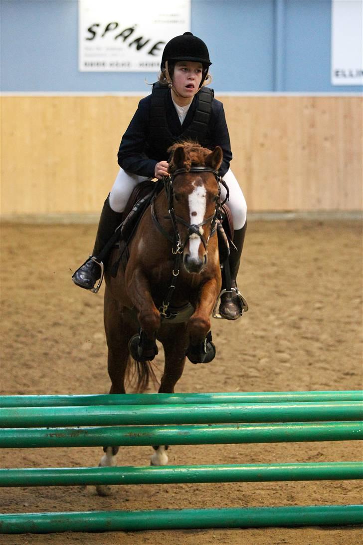 Anden særlig race Cindy H - LB i frederikshavn (billede er købt af sipo-foto) billede 6