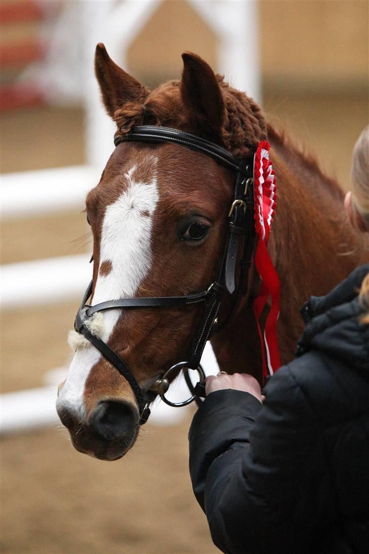 Anden særlig race Cindy H - Your Number One! í;<3 billede 7