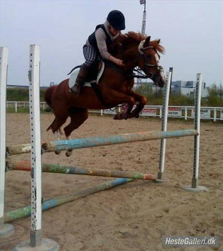 Anden særlig race Cindy H - Magic 110 cm. billede 11