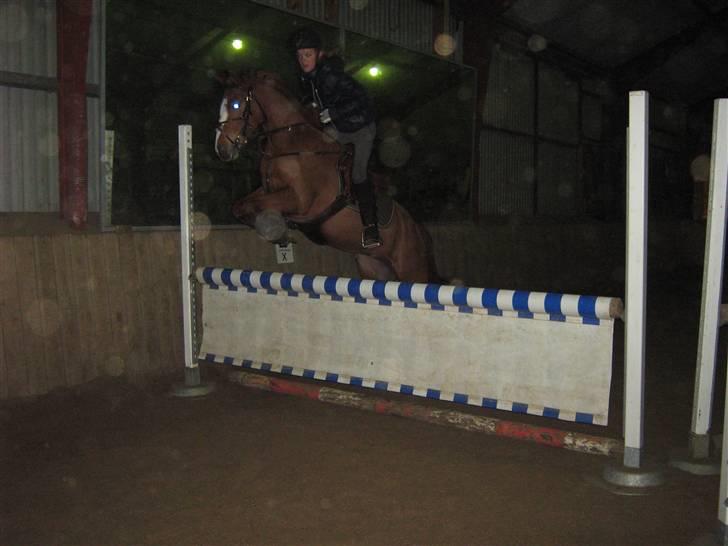 Anden særlig race Cindy H - 90-100 cm ca. kia og magic!:)<333 billede 12