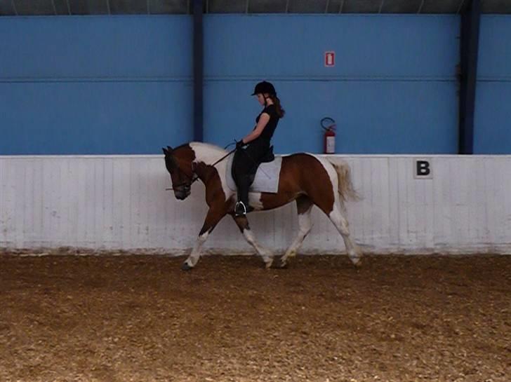 Anden særlig race Nela billede 7