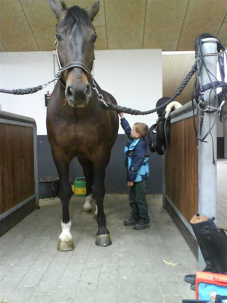 Oldenborg frodo - min lille hjælper nicki der går nok et par dage inden han kan nå op på ryggen af frodo billede 17