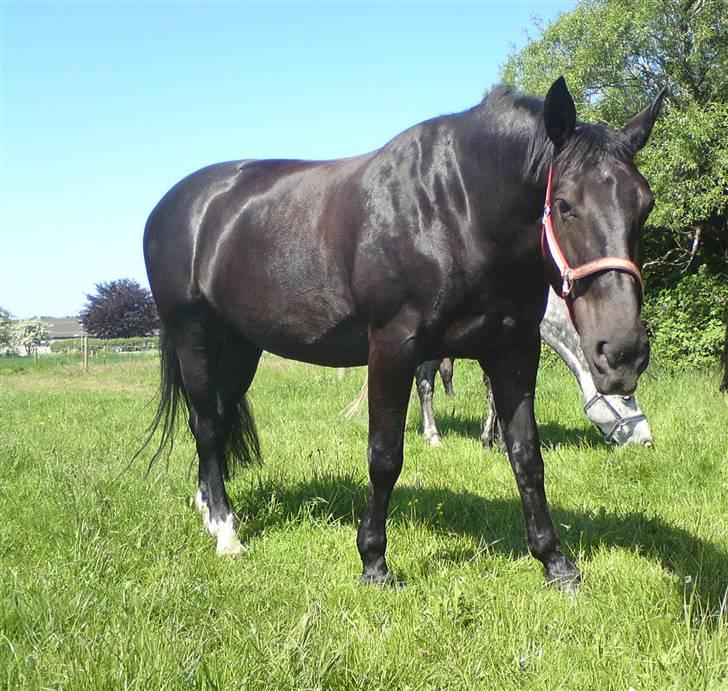 Oldenborg Mira *gammel part* - hej hej :-) billede 7