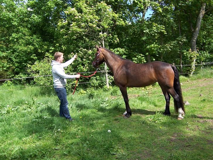 Welsh Cob (sec D) Lillelunds Hailey solgt - Sommer 2009 billede 12