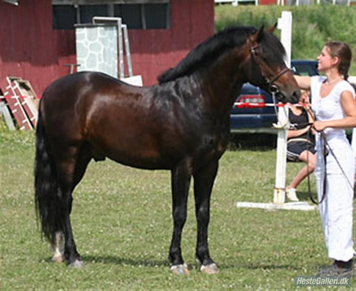 New Forest Stackarps Pablo - Pablo Dengang han boede i sverige  billede 10