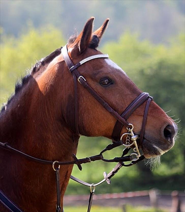 Anden særlig race Tristan billede 13