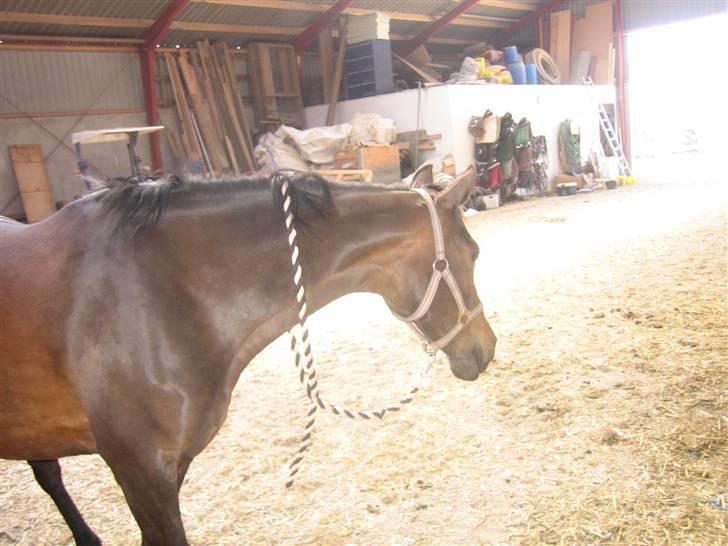 Anden særlig race Stella [elev pony] - Nu har jeg endlig chancen for at slippe væk:) Billede taget af Nana billede 11