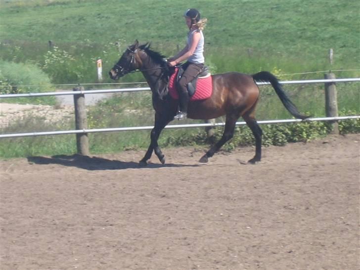 Anden særlig race Stella [elev pony] - Billede taget af Nana ;D billede 12