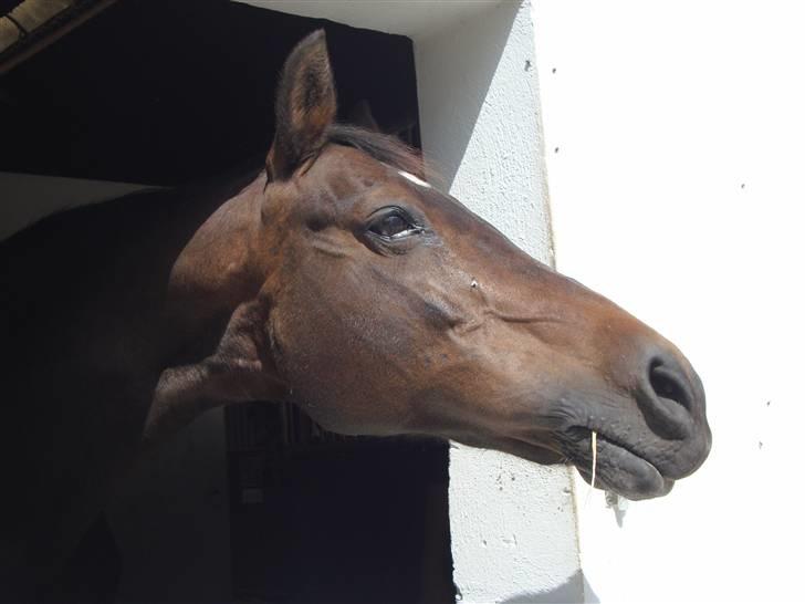 Anden særlig race Stella [elev pony] - Dejligt med noget solskin <3 Billede taget af Nana billede 13