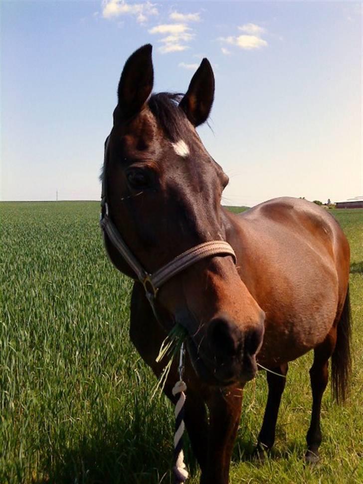 Anden særlig race Stella [elev pony] - Billede taget af Mig ;D billede 14