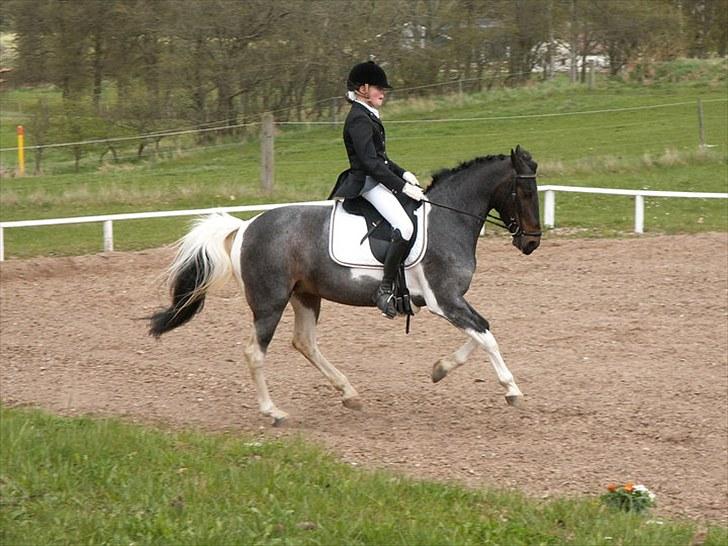 Anden særlig race Kira "SOLGT" ;'(( - 5; Stævne i Løgstrup. Rimelig sjovt billede. billede 5