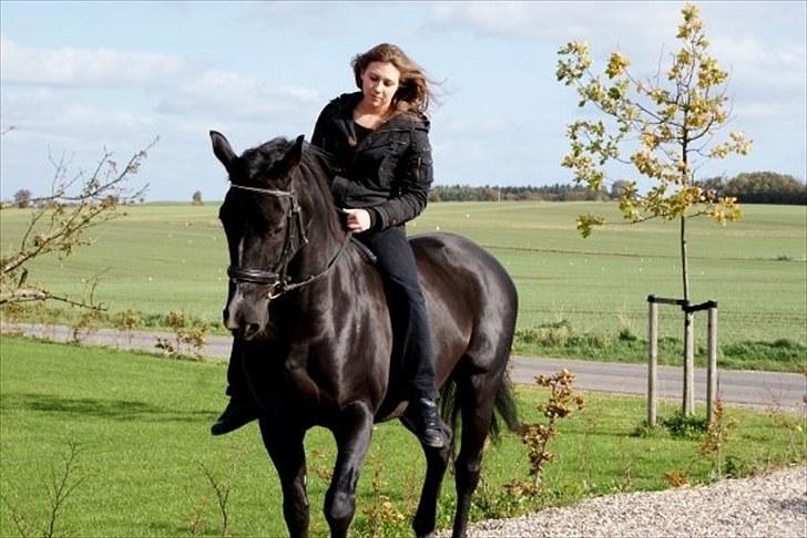 Dansk Varmblod Mata - hari *Savnet* billede 1