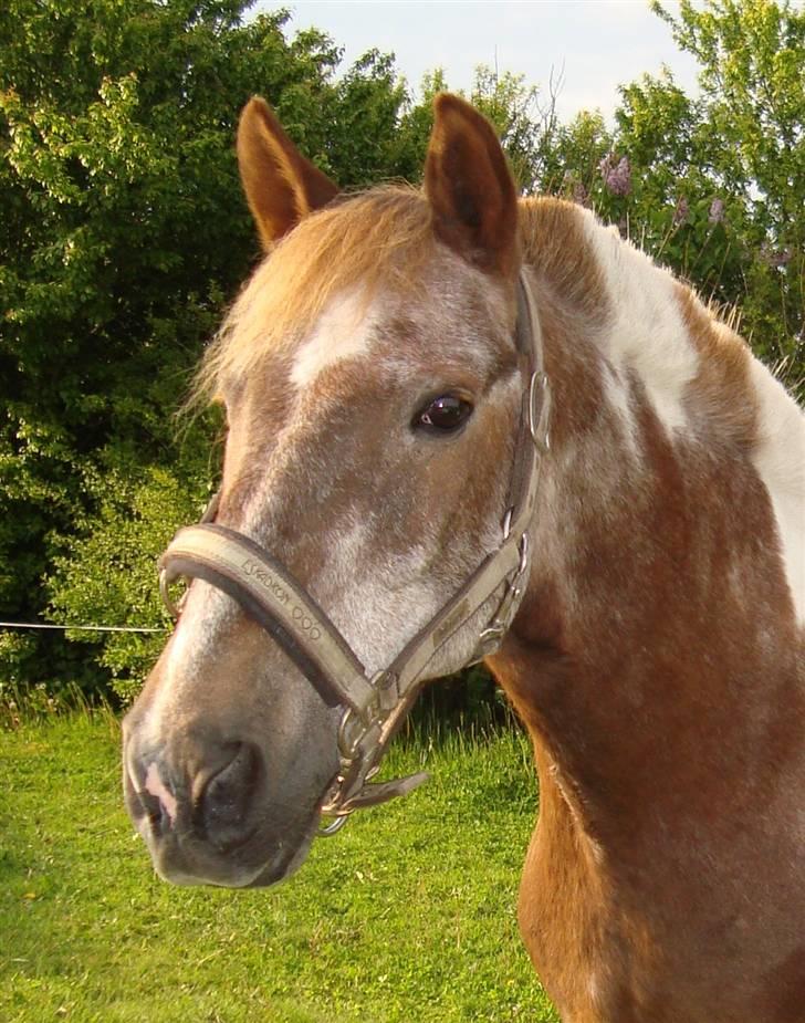 Anden særlig race - Warzakki :')  - 19 | Min smukke dreng på hans 24-års fødselsdag, d. 21.05.09 <3 billede 19