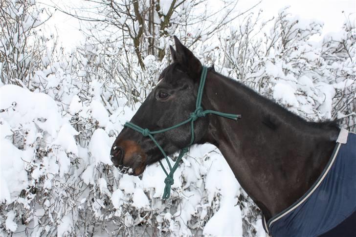 Traver Tokama - Fordi han er en ægte Prins, derfor har han en krone på halsen billede 11