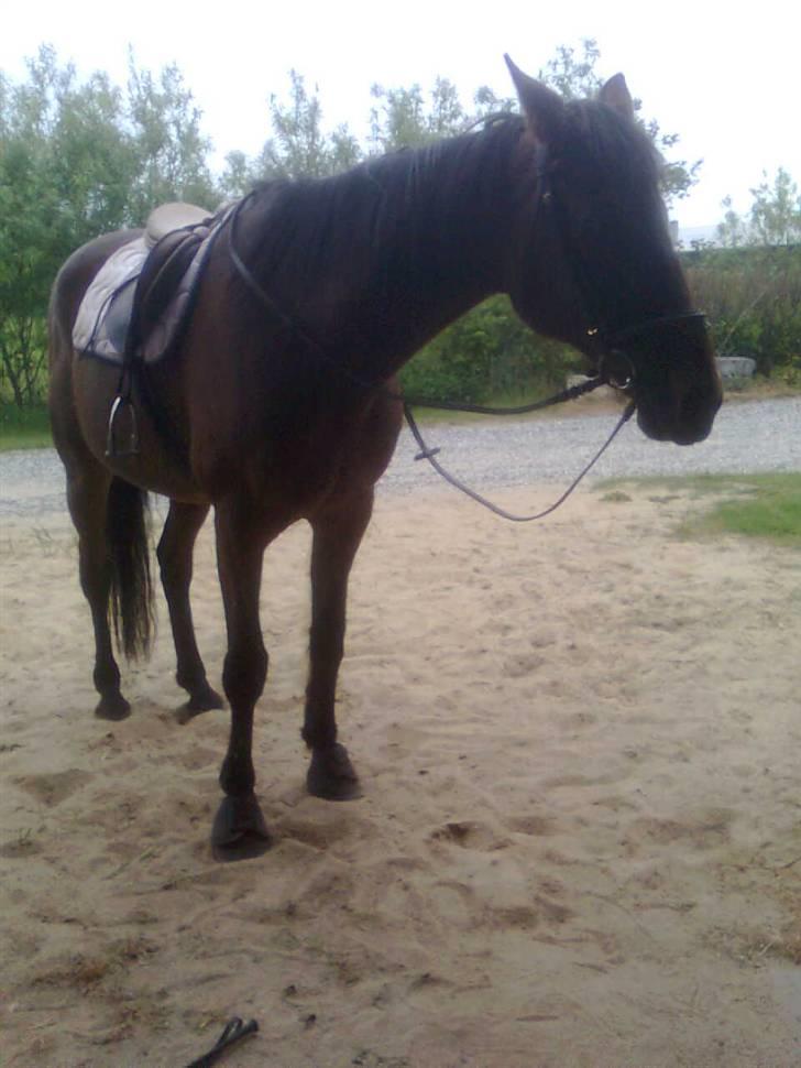 Traver Stamro R.I.P  billede 15