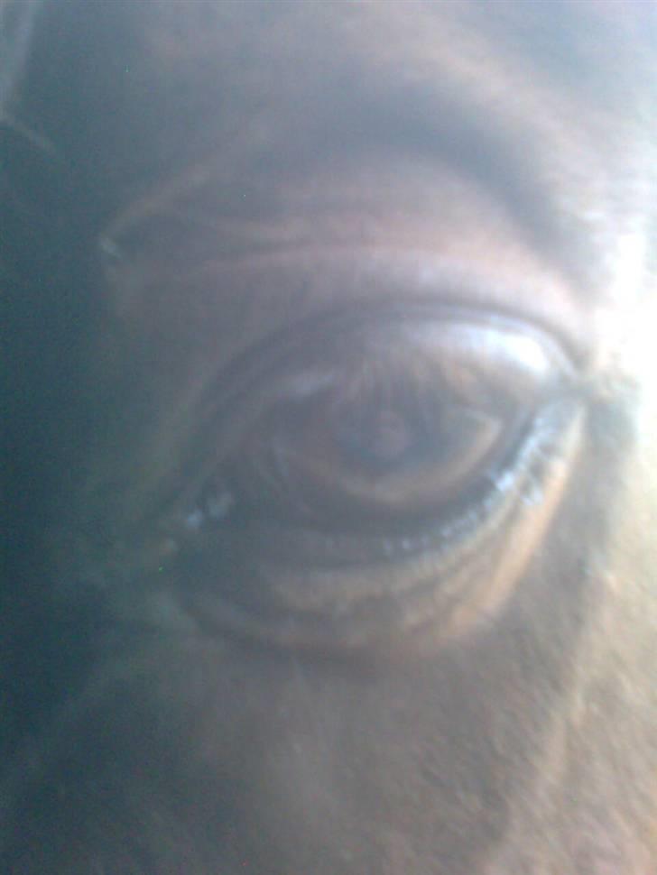 Traver Stamro R.I.P  billede 16