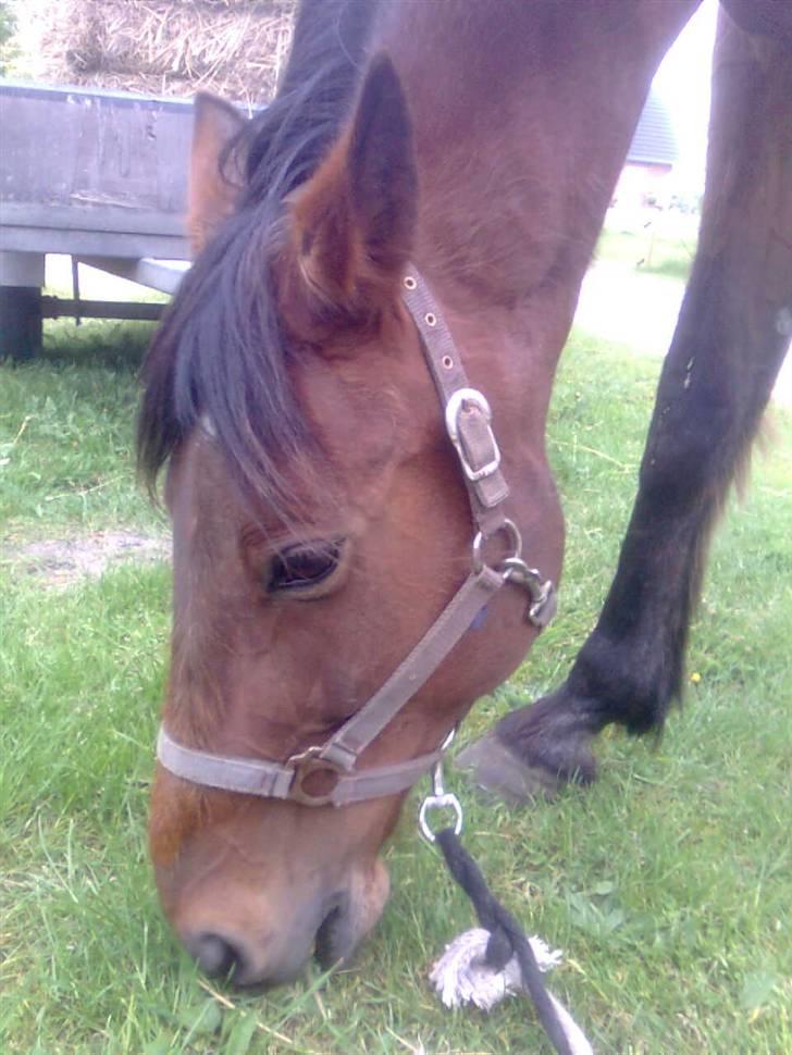 Traver Stamro R.I.P  billede 17