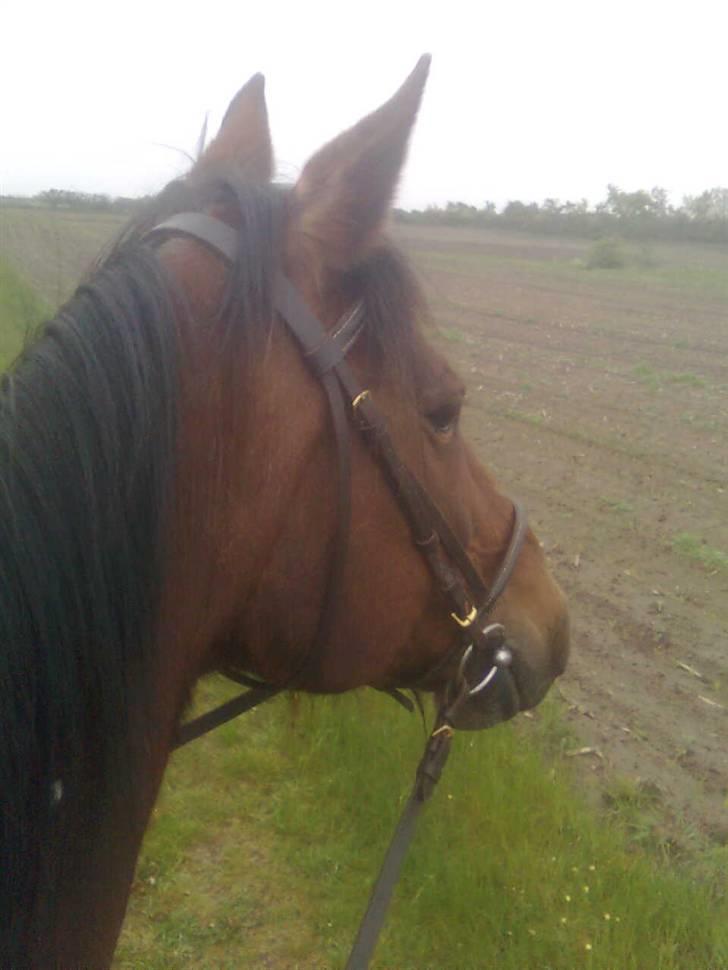 Traver Stamro R.I.P  billede 18