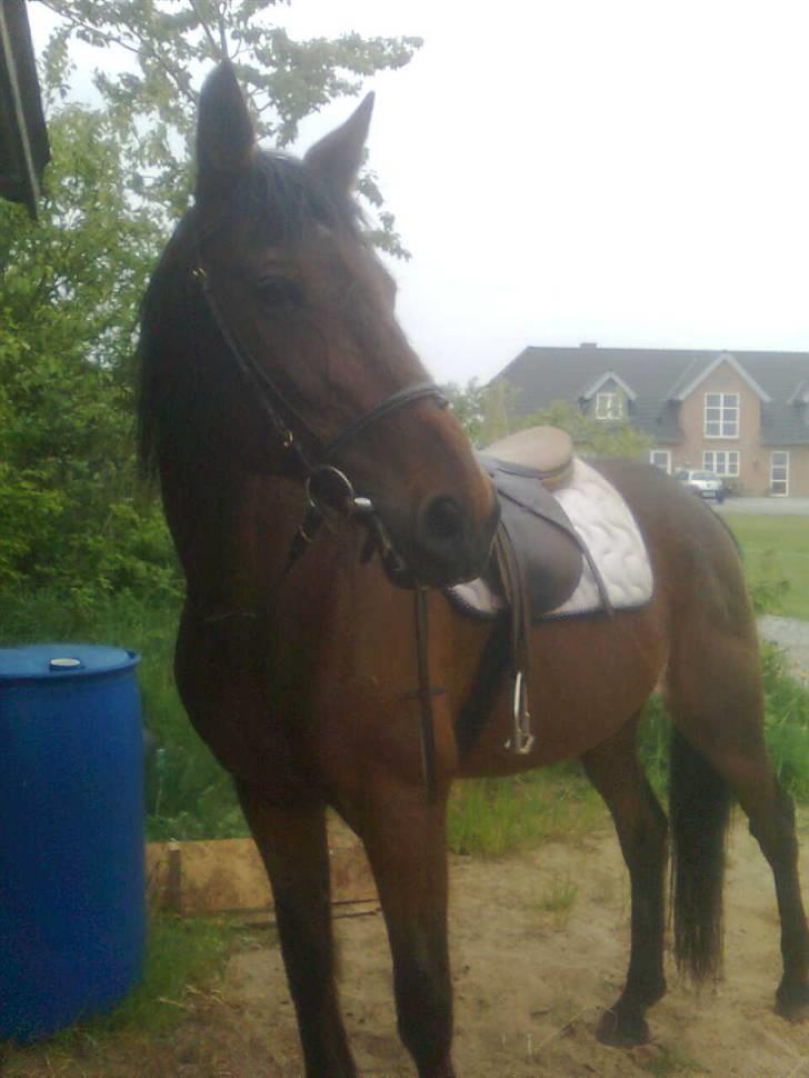 Traver Stamro R.I.P  billede 19