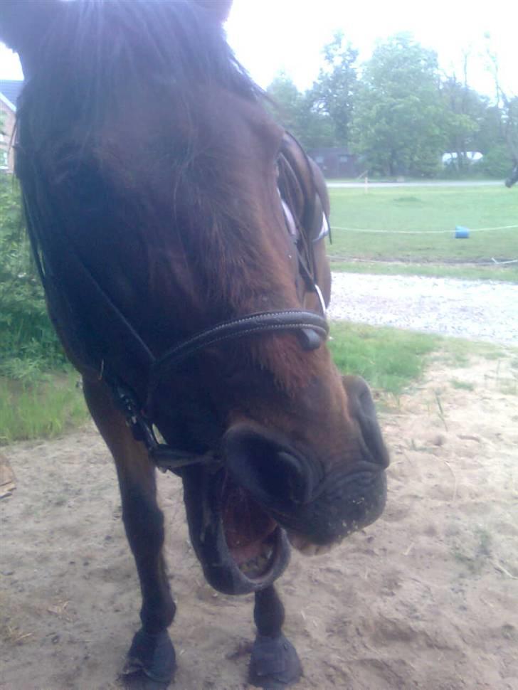 Traver Stamro R.I.P  billede 20