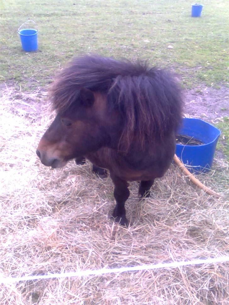 Shetlænder Charlie R.I.P :'( elsket & savnet !! <'3 billede 12
