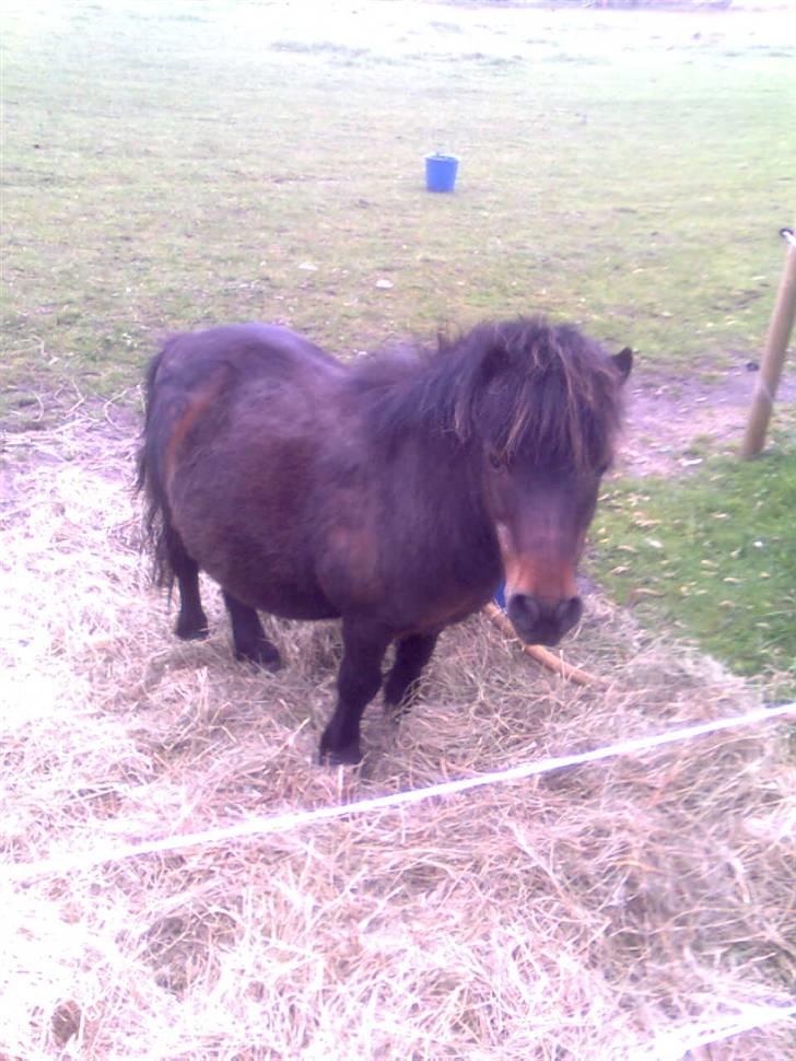 Shetlænder Charlie R.I.P :'( elsket & savnet !! <'3 billede 13