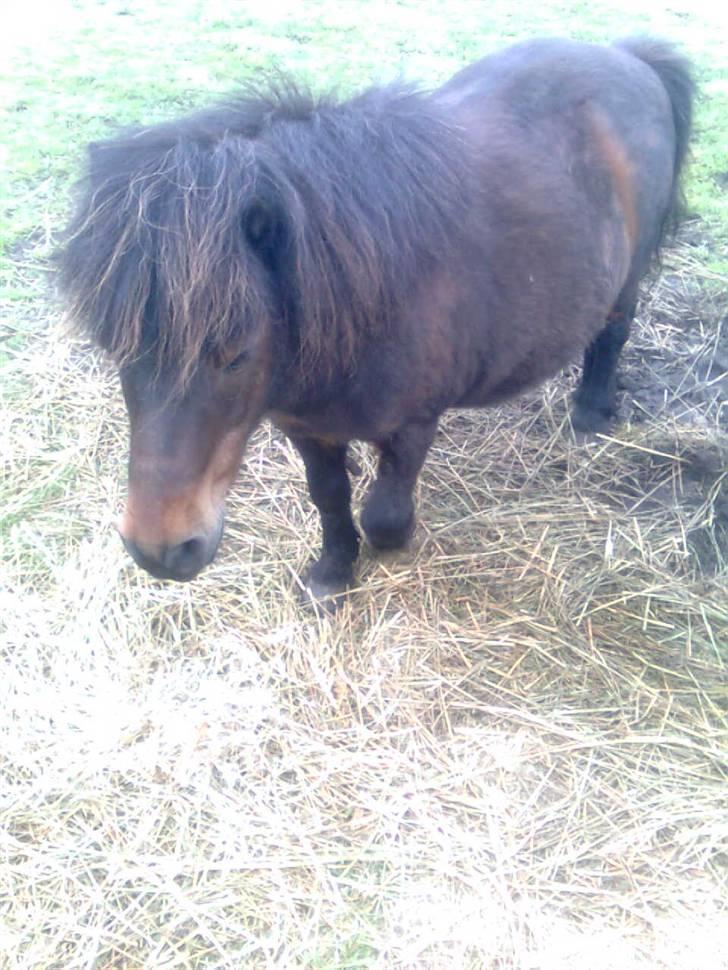 Shetlænder Charlie R.I.P :'( elsket & savnet !! <'3 billede 14